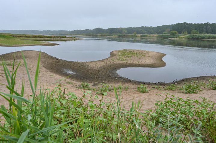 Grenzfluss Oder: »Schwer geschädigtes Ökosystem«